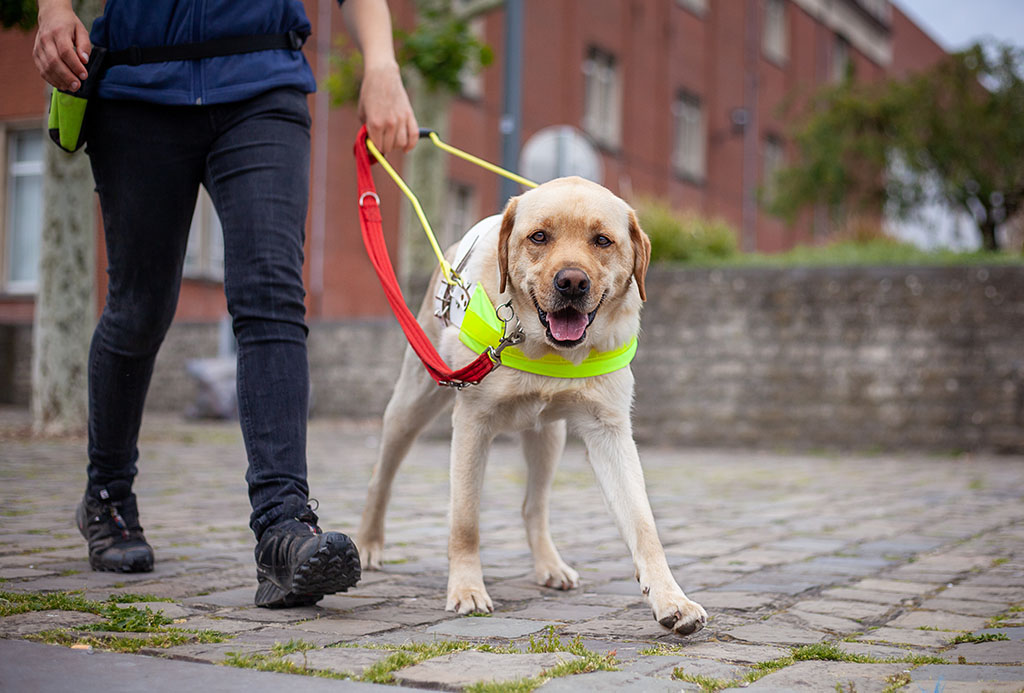 how much does a guide dog for the blind cost