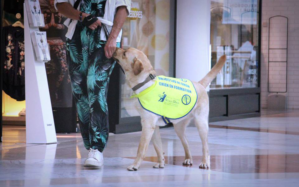 Who Is Eligible For A Guide Dog