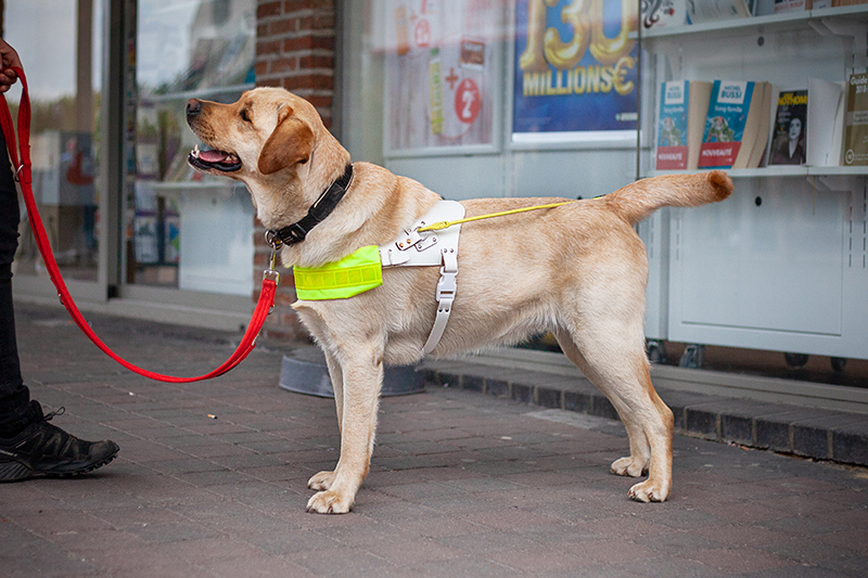 Home - Scale Dogs