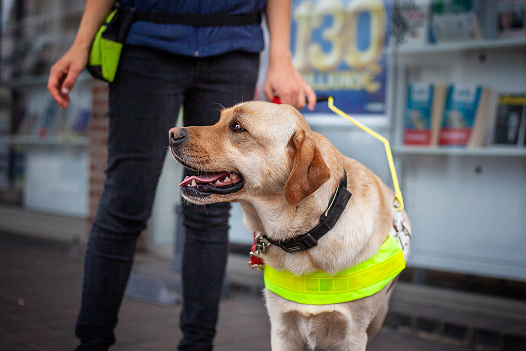 how much does a guide dog for the blind cost